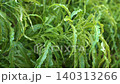 Green plant, leaves covered with water droplets. Close up view. 140313266