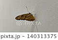 Close-up Of Julia Butterfly Dryas Iulia Resting On White Wall 140313375
