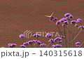 Slow Motion Butterfly Landing on Soft Lilac Wildflowers at Dusk 140315618