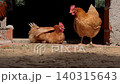 Two Buff Hens in Slow Motion Dominance Interaction at Daylight 140315643