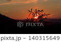 Wild Plant Silhouette Against Golden Mountain Sunrise 140315649