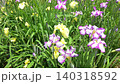 風に揺れる花菖蒲 140318592