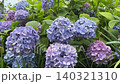 Colorful hydrangeas (urban nature) 140321310