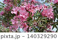 Pink oleander nerium flowers bush 140329290