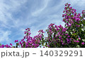Bougainvillea pink flowers against sky. 140329291
