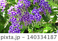 花壇樹上的花：春至秋季樹上的花：朱蘭圖上的花：花園樹木 140334187