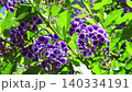 花壇樹上的花：春至秋季樹上的花：朱蘭圖上的花：花園樹木 140334191