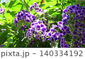 花壇樹上的花：春至秋季樹上的花：朱蘭圖上的花：花園樹木 140334192