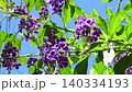 花壇樹上的花：春至秋季樹上的花：朱蘭圖上的花：花園樹木 140334193