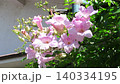 花園樹木上的花：凌霄：淡粉紅色 140334195