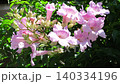 花園樹木上的花：凌霄：淡粉紅色 140334196
