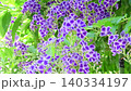 花壇樹上的花：春至秋季樹上的花：朱蘭圖上的花：花園樹木 140334197
