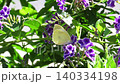 昆蟲：菜粉蝶；金露花：花園花壇 140334198