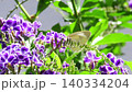 昆蟲：菜粉蝶；金露花：花園花壇 140334204