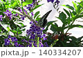 昆蟲：鳳蝶：金露花：花園花壇 140334207
