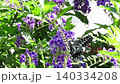 昆蟲：鳳蝶：金露花：花園花壇 140334208