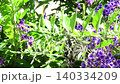 昆蟲：鳳蝶：金露花：花園花壇 140334209