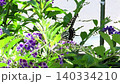 昆蟲：鳳蝶：金露花：花園花壇 140334210