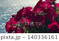 Red petunia flowers against shiny water. 140336161