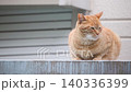 A tabby stray cat sits and looks around. 140336399