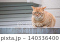 A stray tabby cat sitting with a sleepy look on its face. 140336400