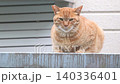A tabby stray cat sitting outside 140336401