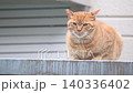 A tabby stray cat sitting outside 140336402