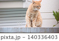 A stray cat grooming 140336403