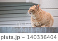 A stray cat yawns and gets up. 140336404