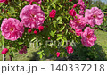 Tree Rose standard rose pink flowers in the garden. 140337218