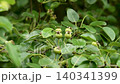 Wild pear tree with unripe green fruits on a branch with lush spring foliage in an abandoned garden 140341399