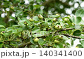 Ripening green fruits of a wild pear in the wild on an uncultivated tree branch close up 140341400