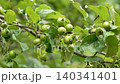 Growing ripening green small fruits of wild crab apple tree close up with lush foliage swaying in the wind 140341401