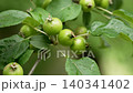 European crab apple (Malus sylvestris) tree with green fruits on a branch 140341402