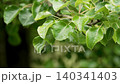 Close up of green leaves of wild pear trees swaying in the wind in an farm orchard. Spring leaf in daytime 140341403