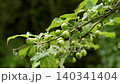 European crab apple (Malus sylvestris) tree with unripe green fruits on a branch in springtime 140341404