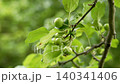 Green European wild crab apple fruits. Malus sylvestris tree 140341406