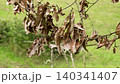 Dried rotting dead leaves on a branch of a diseased tree during a drought close up 140341407