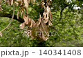 Dried dead tree leaves as an effect of global warming and climate change close up 140341408