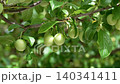 Sunlight on the green fruits of a plum tree in a farm organic garden closeup in the wind 140341411