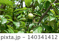 Green fruit of a plum tree in a farm organic orchard in the wind with lush foliage 140341412