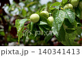 Plum tree branch in rural organic ecological orchard with ripening fruits close up in the wind 140341413