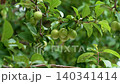 Ripening cherry plum berry in day sunlight in the garden on a spring tree branch. Organic eco orchard 140341414
