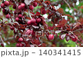 Purple leaf plum tree with red fruits close up in orchard 140341415