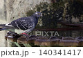A thirsty common pigeon drinking from a city sculpture fountain splashing water close up 140341417