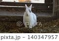 Cute fluffy rabbits in the aviary. White decorative farm rabbit. Breeding of farm animals and care in zoos 140347957
