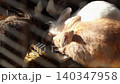Close up of multicolored decorative rabbit eating food from a feeder. Zoo and rabbit farm 140347958