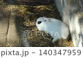 Top view of a white rabbit with a black eye resting on the hay in an aviary. Zoo and rabbit farm 140347959