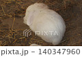 Close up of white decorative rabbit rest on hay. Top view. Zoo and rabbit farm 140347960