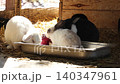 Low angle view of group multicolored decorative rabbit eating food from a feeder. Zoo and rabbit farm 140347961
